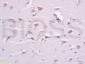 Neuronal thread protein AD7c-NTP Rabbit pAb